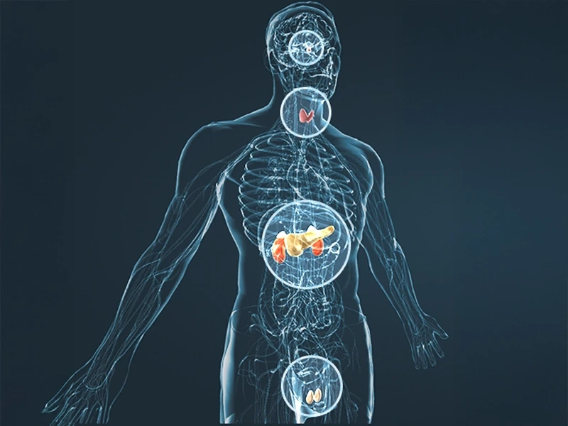 Illustration of the body's energy and vitality systems